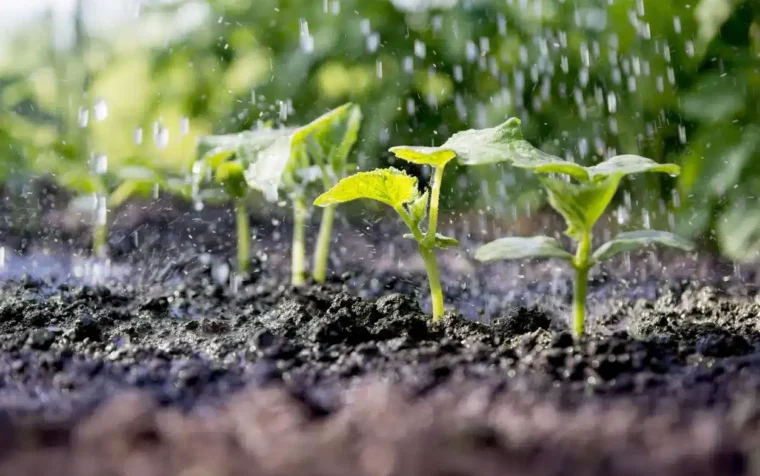 Young seedlings in nutrient-rich peat-free compost being watered, demonstrating ideal growing conditions for healthy plant development.