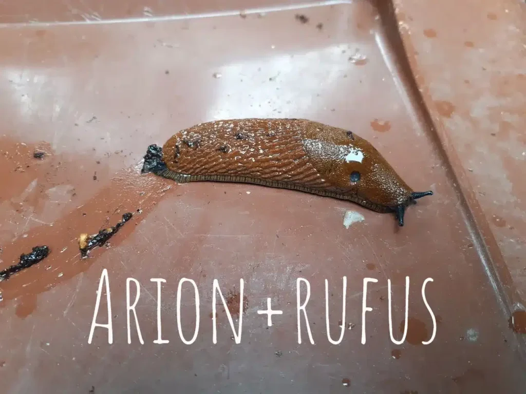 Arion-rufus