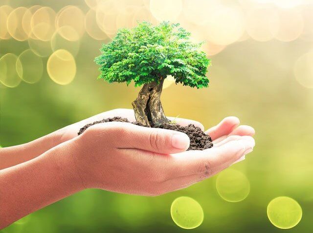 Hand holding small bonsai tree with lush green foliage against blurred natural background, symbolising sustainable plant care and growth.