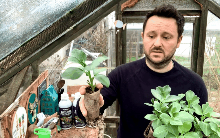 Growing broad beans with Joe: gardener holding seedling in greenhouse with natural fertiliser bottles visible on potting bench.