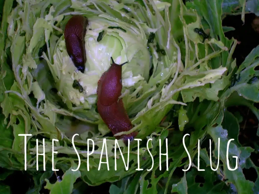 Spanish-slugs