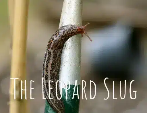 leopard-slug