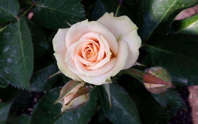 Delicate peach-pink rose in full bloom surrounded by lush green foliage and developing buds, showcasing healthy growth in a garden setting.