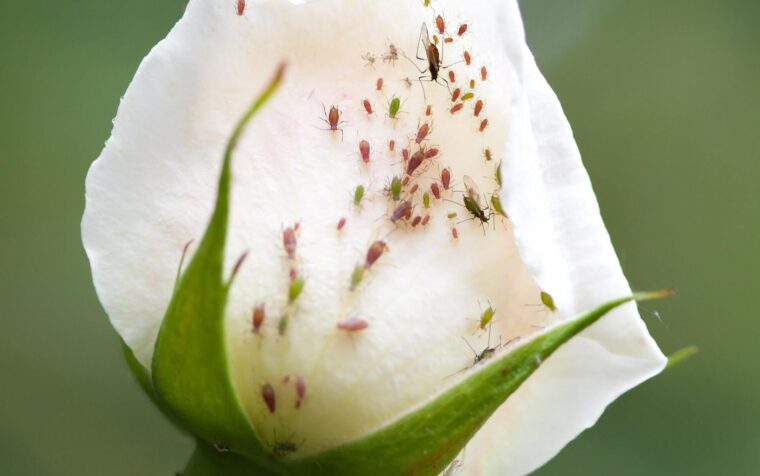 White tulip bloom infested with rose aphids and other small insects crawling across delicate petals against soft green background.