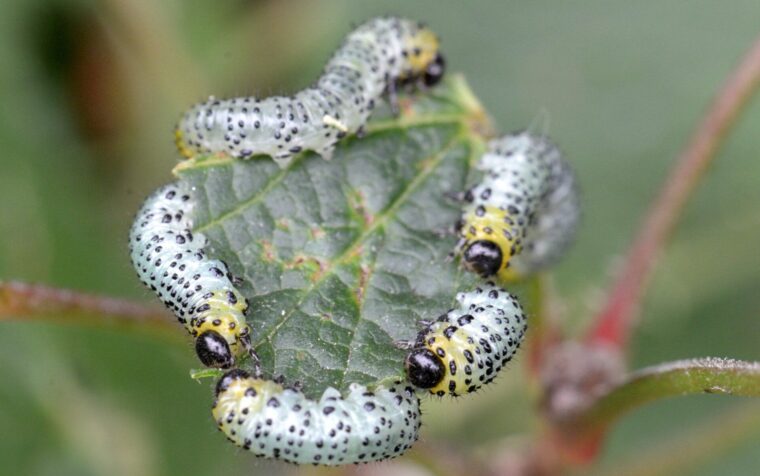Multiple gooseberry sawfly larvae clustered on a green leaf, displaying distinctive white bodies with black spots and yellow markings.