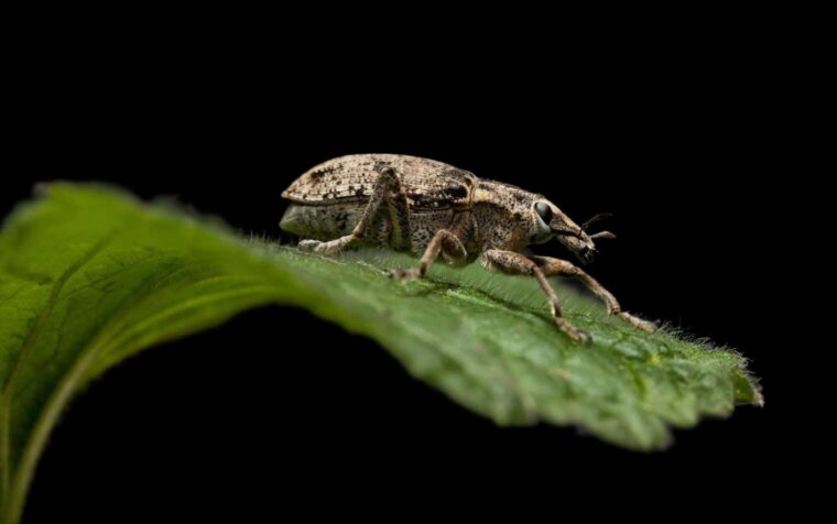 Black Vine Weevil perched on a bright green leaf against a dark background, showing its characteristic textured shell and elongated snout.