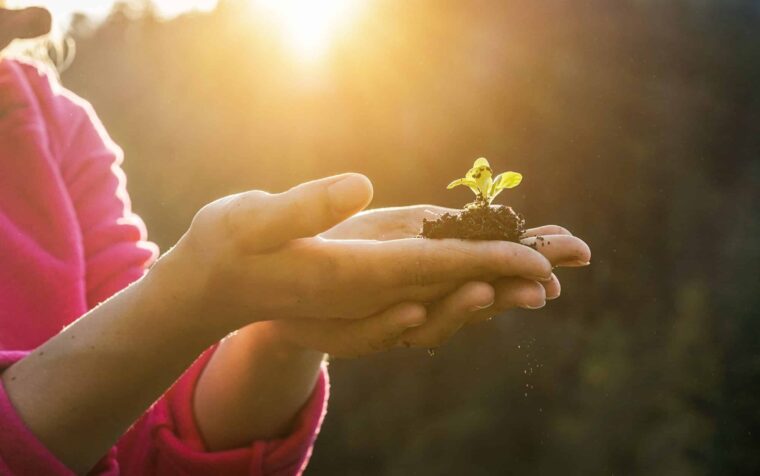 Child's hands holding seedling with soil against sunlit forest, symbolising sustainable gardening and environmental stewardship.