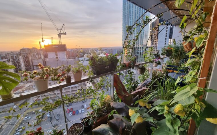 Urban garden balcony overflowing with potted plants and climbing vines, overlooking a sprawling cityscape at sunset with construction cranes visible.