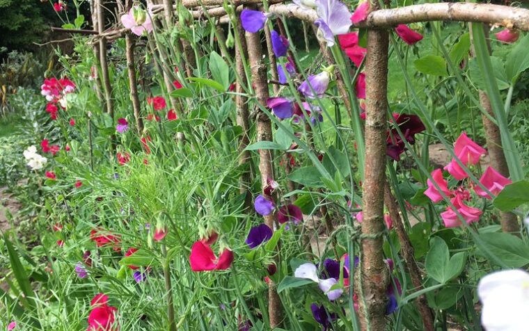 Vibrant climbing sweet peas in purple, magenta and white flowers trained up rustic wooden supports in a lush garden setting.