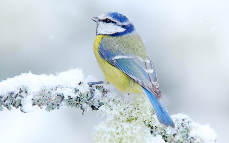 Blue tit perched on a snow-covered, lichen-covered branch in winter, showcasing wildlife songbirds that thrive in gardens.