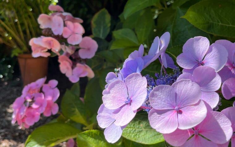 Delicate pink and purple flowers blooming amongst lush green foliage in a sunlit garden setting.